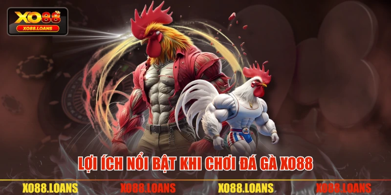 Lợi ích nổi bật khi chơi đá gà XO88