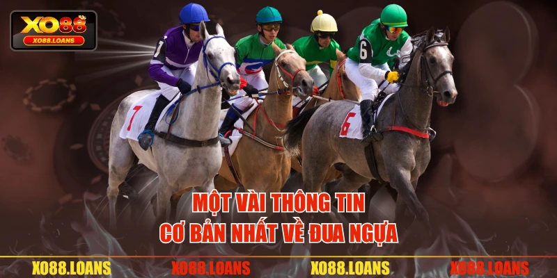 Một vài thông tin cơ bản nhất về đua ngựa